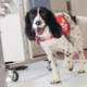 Freya, a Springer Spaniel trained to sniff out the scent of malaria.